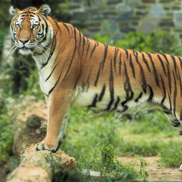 bengal tiger
