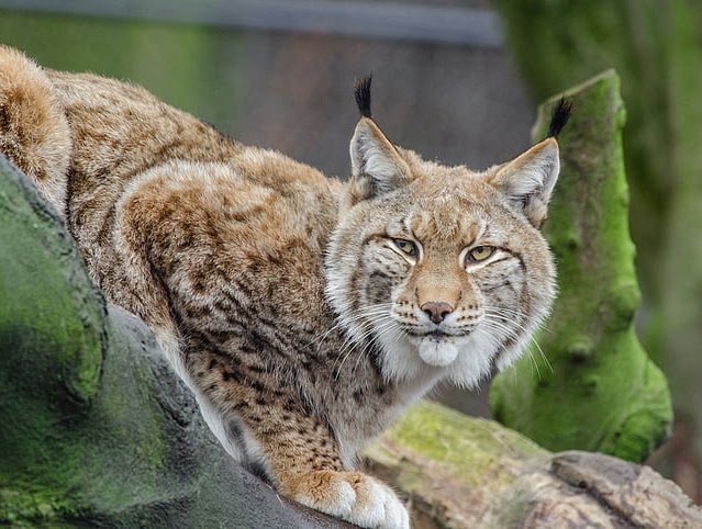 bobcat
