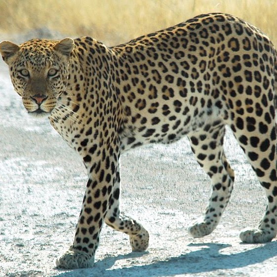 leopard