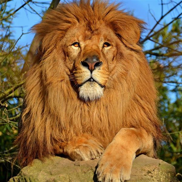 lion
