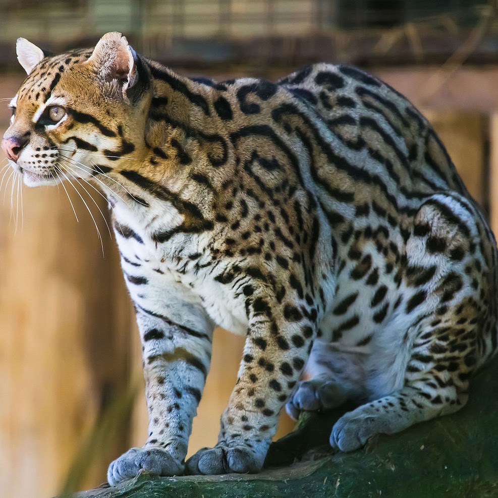 ocelot